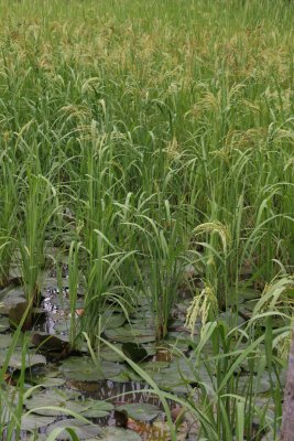 rice plants close up