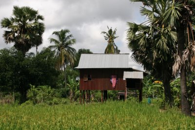 rice field and Cambodian country house