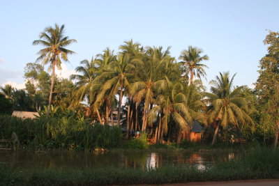 sugar palm trees