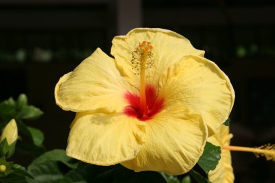 lovely jungle flowers