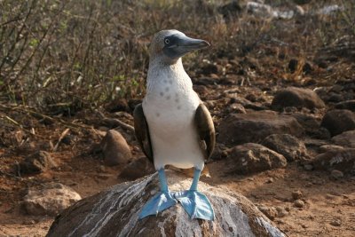 my favourite bird blue-footed booby
