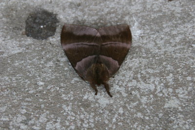 giant moth