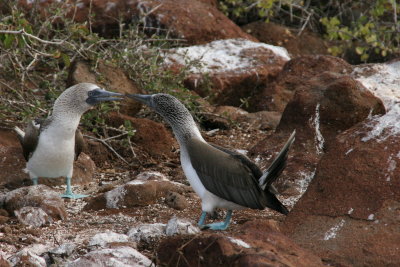blue-footed boobies mating ritual