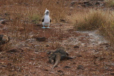 blue-footed booby and a land iguana