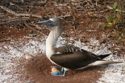 blue-footed booby with an egg