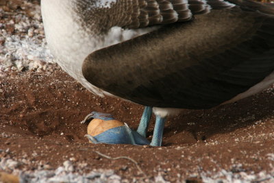 blue-footed booby with an egg
