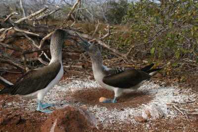 blue-footed boobies nesting