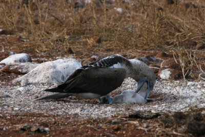 blue-footed booby feeding its chick