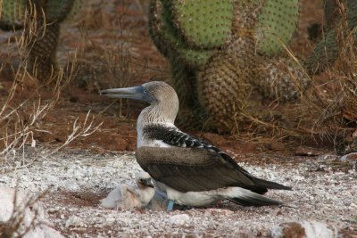 blue-footed booby