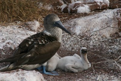 blue-footed booby with a chick