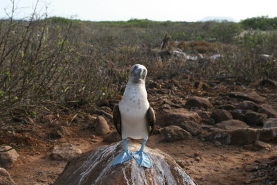 sad looking booby... maybe lonely as no mate?