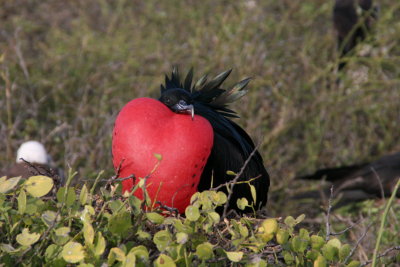 male frigatebirds have inflatable red-coloured throat pouches which they inflate to attract f