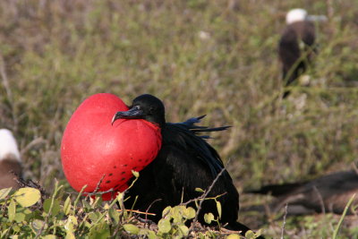 Frigatebirds attack other sea birds, hence the name