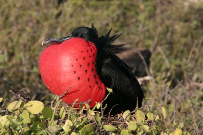 Frigatebirds are related to pelicans, the term frigate pelican is also a name applied to them
