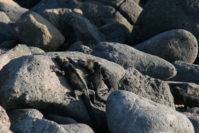 marine iguanas bask in the sun