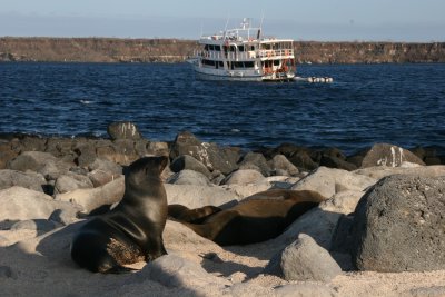 sealions and our boat in the background