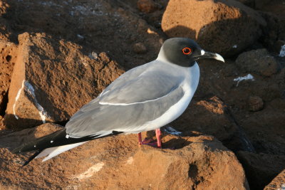 swallow-tailed gull