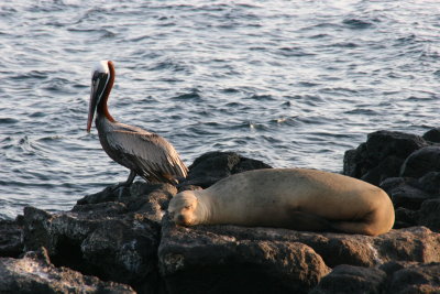 pelican and sealion