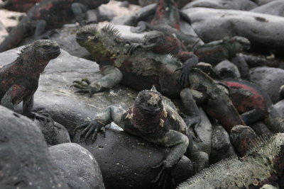 Espanola Island: marine iguanas