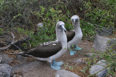 Espanola Island: cute couple of blue-footed boobies