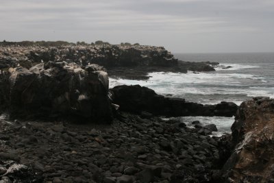 Punta Suarez - Espanola Island