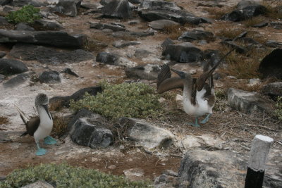 the courtship of the Blue-footed Booby consists of the male flaunting his blue feet and dancing to impress the female