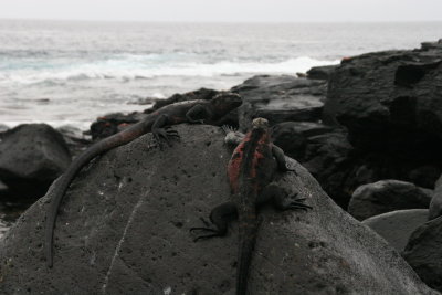 marine iguanas are found only on the Galapagos Islands