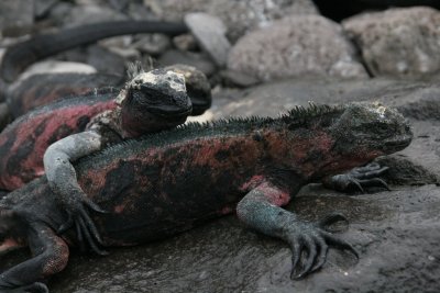 Marine Iguana's on Española are the only ones that change color during breeding season
