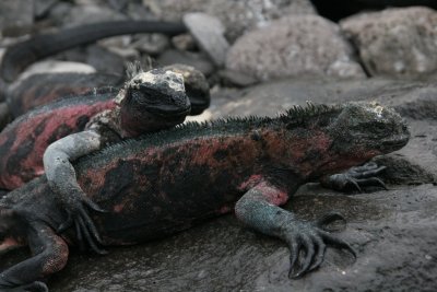 Marine Iguana's on Espaola are the only ones that change color during breeding season