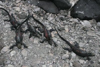 as a cold blooded animal, the marine iguana can spend only a limited time in the cold sea, where it dives for algae