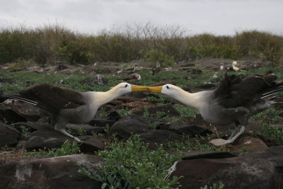 waved albatrosses breed exclusively on Española Island in the Galápagos archipelago