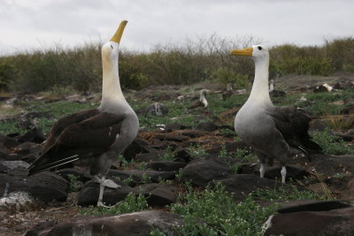 waved albatrosses' mating ritual