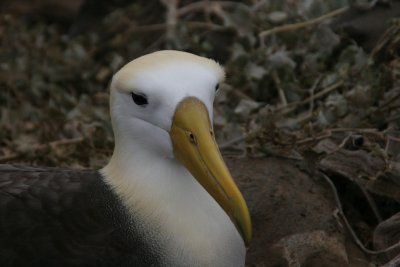 portrait of waved albatross