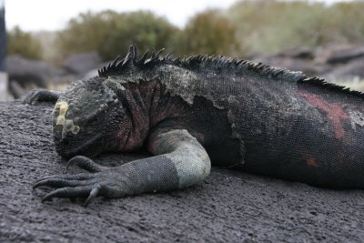 marine iguana