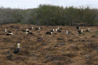 waved albatrosses colony