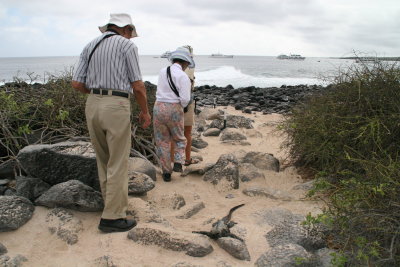 marine iguanas just lying around on the walking path