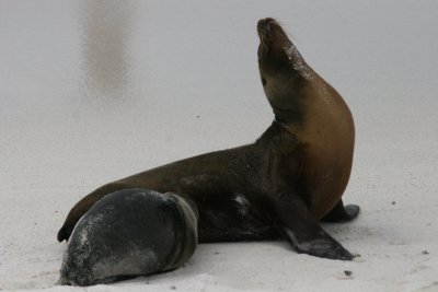 sealion with a puppy