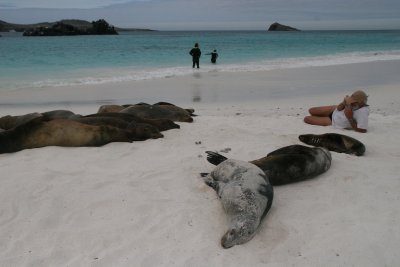 sealions at Gardner Bay of Espanola Island