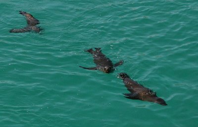 sealions