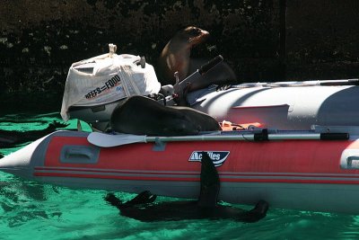 sealions conquering the dingy