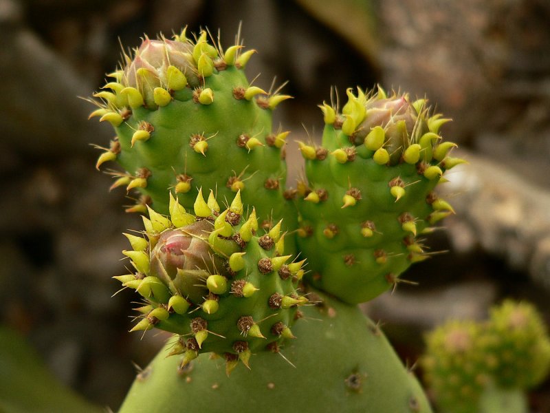 Prickly Pear.