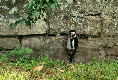 Great Spotted Woodpecker.