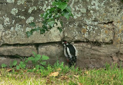 Great Spotted Woodpecker.