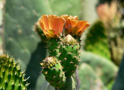 Prickly Pear.