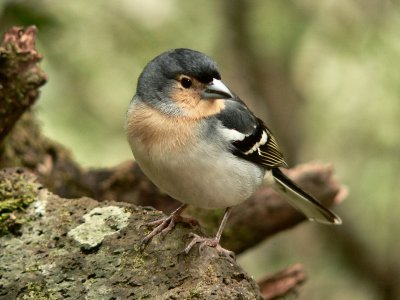 Chaffinch.