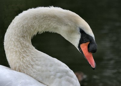 Mute Swan.