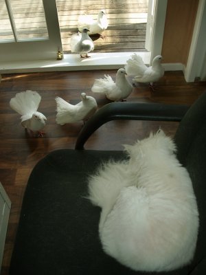 Fluffy Pigeons 3.jpg