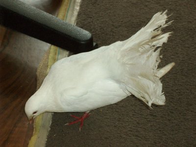 Pigeon 2.jpg