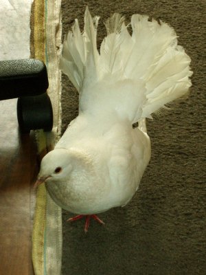 Pigeon 4.jpg