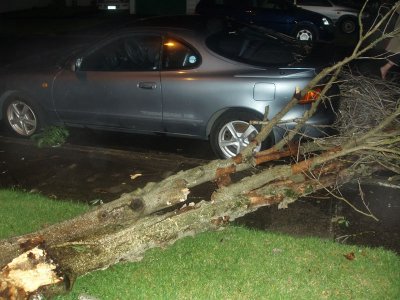 Fallen Tree 2.jpg